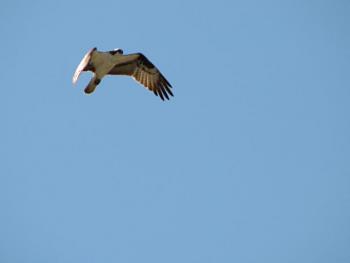 How about your "bird" photos.....here's a few of mine.-img_9762.jpg
