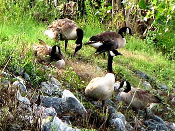 How about your "bird" photos.....here's a few of mine.-canada-geese-waiting-out-flood-waters.jpg