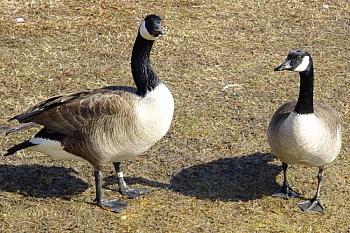 How about your "bird" photos.....here's a few of mine.-pair-canada-geese.jpg