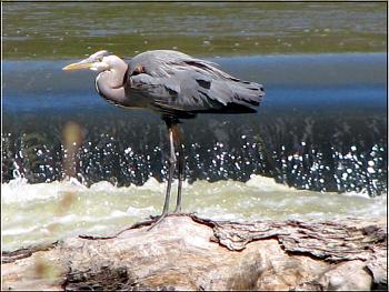 How about your "bird" photos.....here's a few of mine.-great-blue-heron-april-5-2007-12-copy.jpg