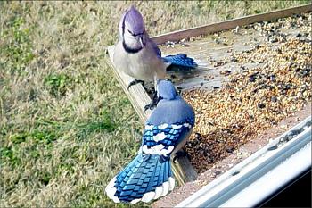 How about your "bird" photos.....here's a few of mine.-bluejays-copy.jpg