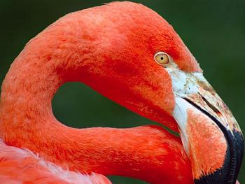 How about your "bird" photos.....here's a few of mine.-flamingo_50.jpg