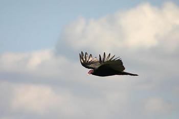 How about your "bird" photos.....here's a few of mine.-flying_turkey_vulture_with_wings_held_upward_50.jpg