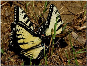 Lets look at some "butterflies" and other insects-eastern-tiger-swallowtail-butterflies%3D2592.jpg