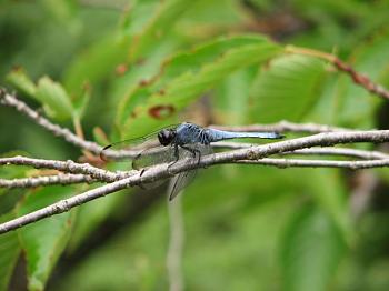 Lets look at some "butterflies" and other insects-dragonfly.jpg