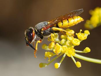 Lets look at some "butterflies" and other insects-wasp_august_2007-12.jpg