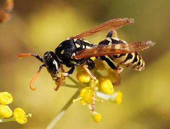 Lets look at some "butterflies" and other insects-wasp_august_2007-16.jpg