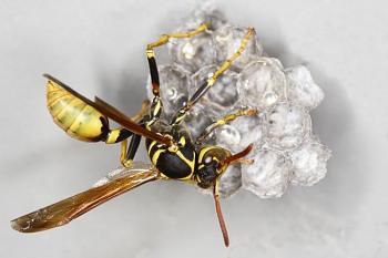 Lets look at some "butterflies" and other insects-wasp_building_nest.jpg