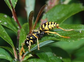 Lets look at some "butterflies" and other insects-wasp_may_2008-1.jpg