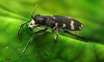 Lets look at some "butterflies" and other insects-cicindela_hybrida_richard_bartz.jpg