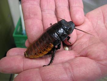Lets look at some "butterflies" and other insects-cockroach.jpg