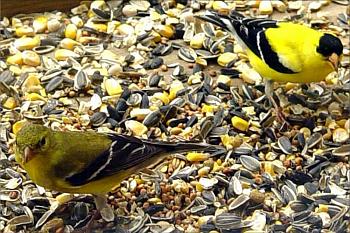 How about your "bird" photos.....here's a few of mine.-goldfinch-pair.jpg