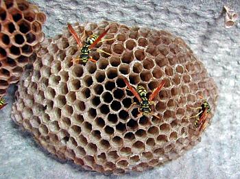 Lets look at some "butterflies" and other insects-wasp-nest-01.jpg