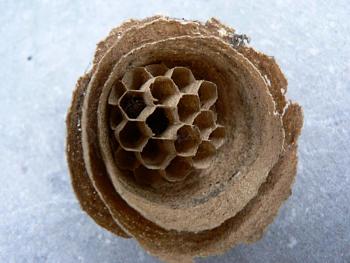 Lets look at some "butterflies" and other insects-wasp-nest-04.jpg