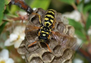 Lets look at some "butterflies" and other insects-wasp_march_2008-7.jpg