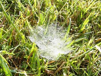 Lets look at some "butterflies" and other insects-spider-web-dew.jpg