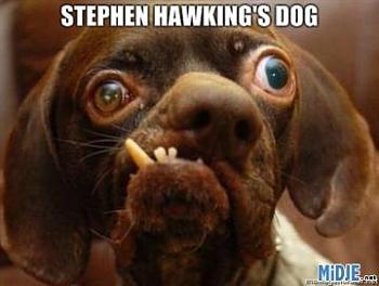 Stephen Hawking: 'There is no heaven"-dachasman-stephen-hawkings-dog.jpg