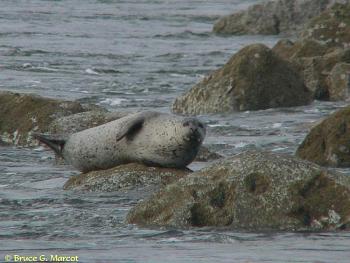 seal infestation in local waters-harbor-seal.jpg