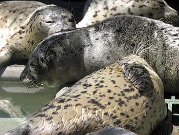 seal infestation in local waters-harbor-seal-grouping.jpg