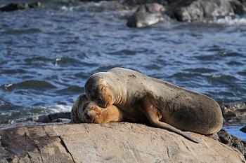 seal infestation in local waters-sea_lions_.jpg