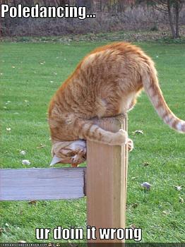 Pole Dancing-cat-does-poledancing.jpg