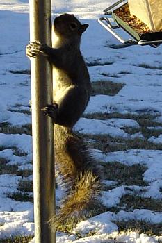 Pole Dancing-grey-squirrel-1-1-4-inch-aluminum-electrical-conduit.jpg