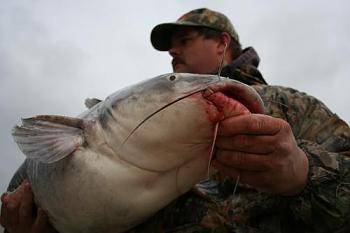 Blue catfish catch a Virginia record-500_blue_channel_catfish_fishing.jpg