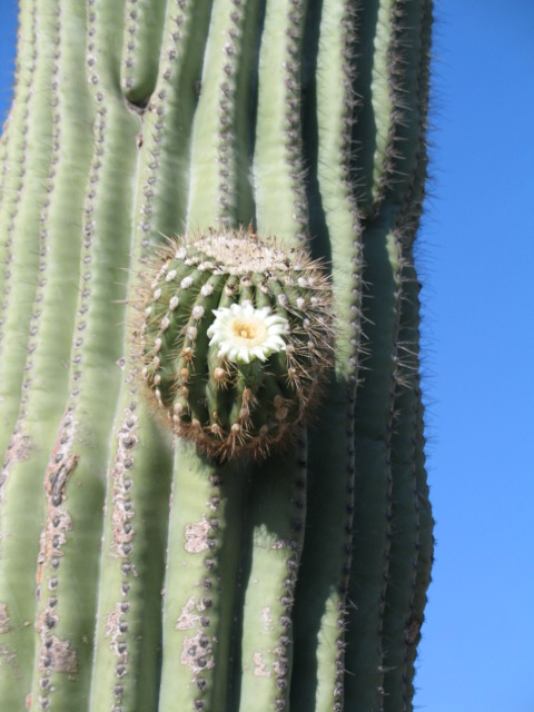 Saguaro Blossom