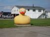 Vevay--giant duck