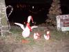 Metamora--Christmas geese decoration